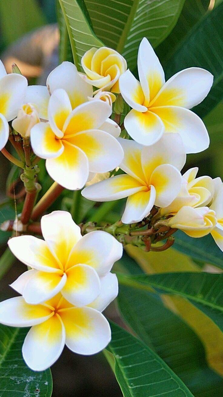 Celestial Harmony: Divine Pastel Posy Fusion